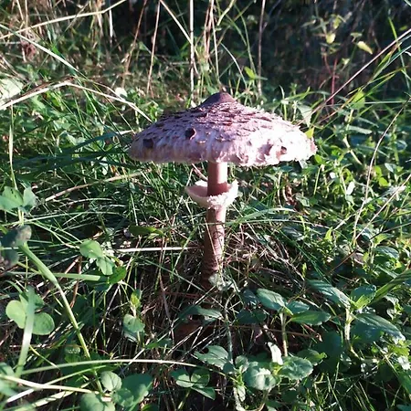 Zurawia Polana Casa de Férias