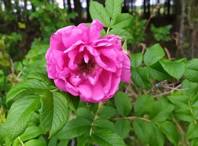 Dom wakacyjny żurawia Polana