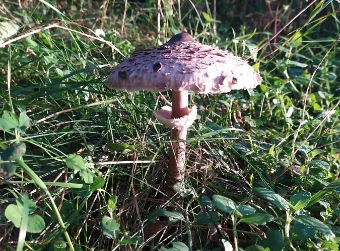 żurawia Polana Dom wakacyjny