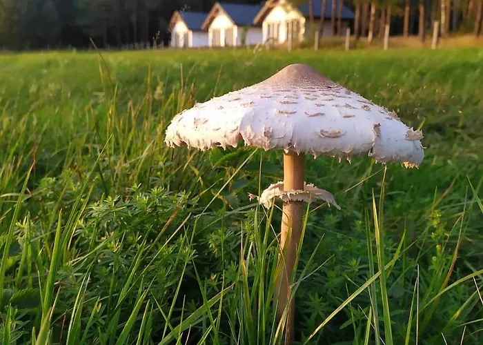 żurawia Polana Swietajno (Szczytno)