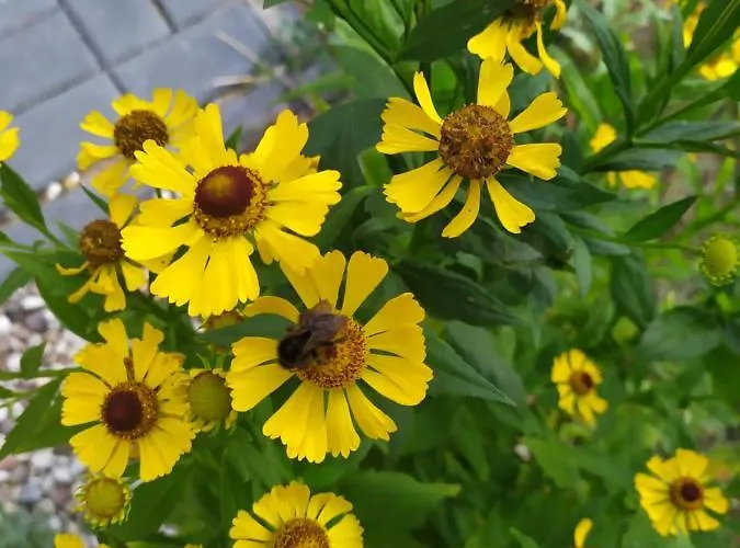 żurawia Polana Swietajno (Szczytno)