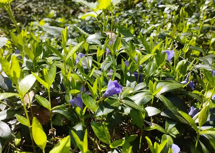 Dom wakacyjny żurawia Polana *