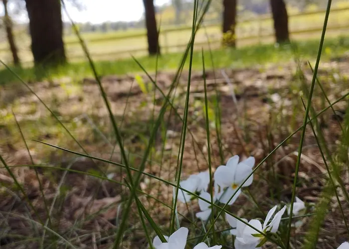 żurawia Polana Swietajno (Szczytno)